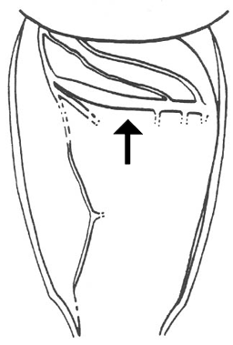 image of Neoconocephalus ensiger