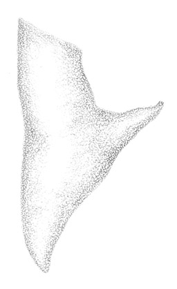 image of Conocephalus occidentalis