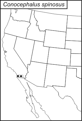 distribution map for Conocephalus spinosus