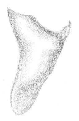 image of Conocephalus nigropleurum