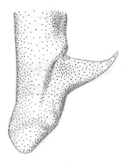 image of Orchelimum vulgare