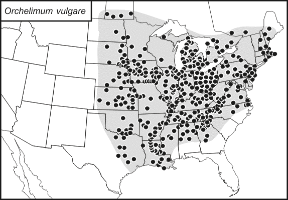 distribution map for Orchelimum vulgare