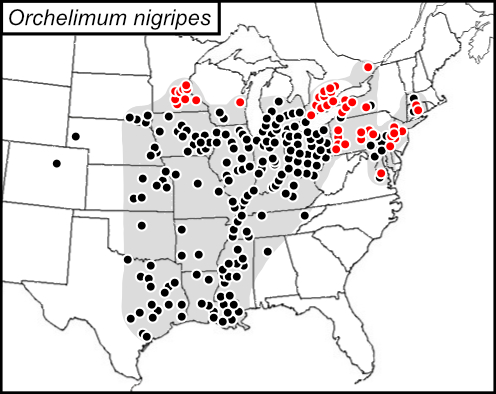 distribution map for Orchelimum nigripes