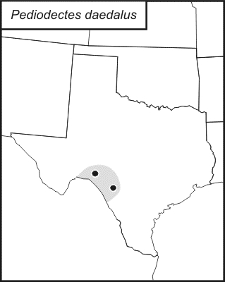 distribution map for Pediodectes bruneri