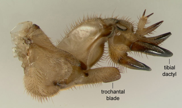 image of Neoscapteriscus borellii