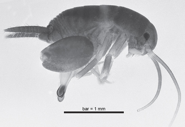 image of Myrmecophilus americanus