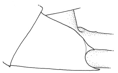 image of Cycloptilum tardum