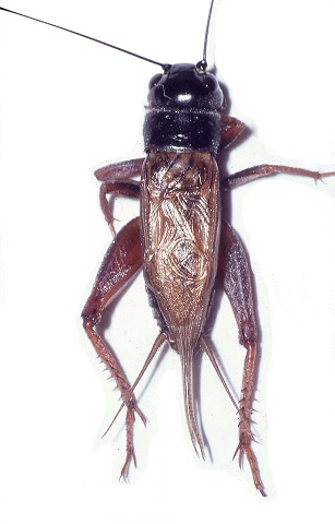 image of Gryllus armatus