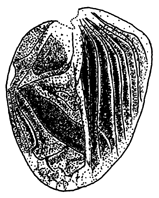 image of Gryllus ovisopis