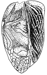 image of Gryllus firmus