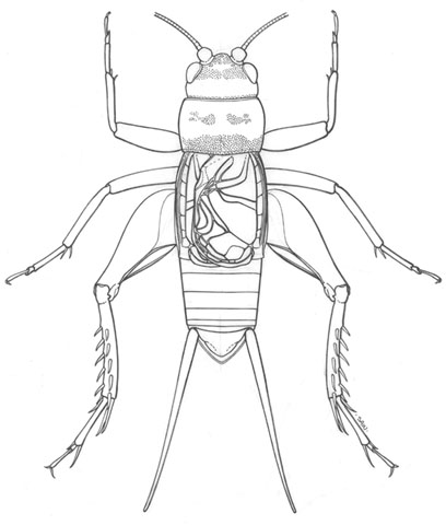 drawing of male G. sigillatus