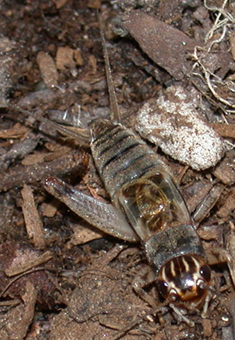 image of miogryllus lineatus