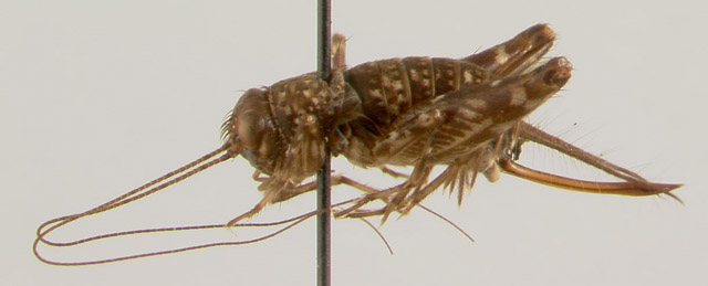 image of Hygronemobius alleni
