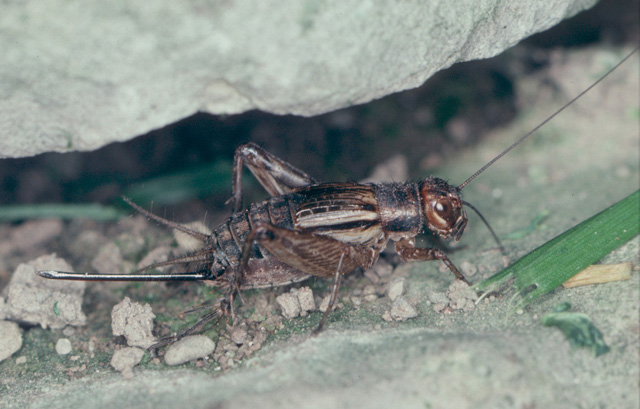 image of Allonemobius fasciatus