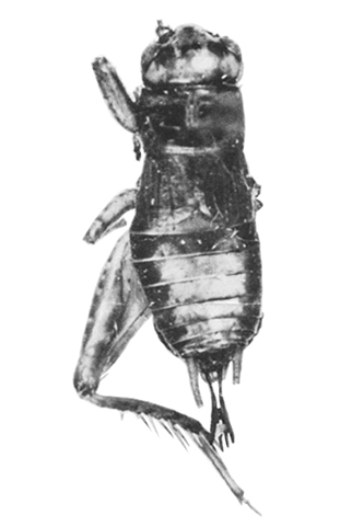 image of Neonemobius eurynotus