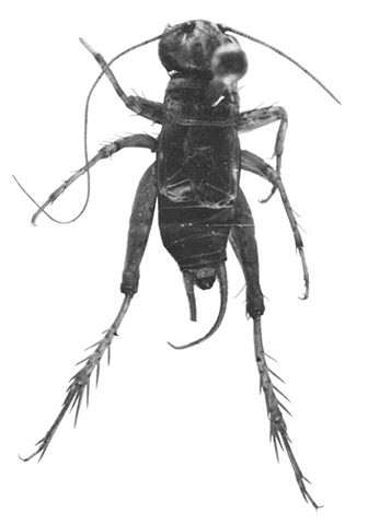 image of Neonemobius eurynotus