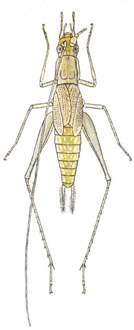 image of Oecanthus niveus