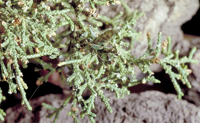 image of Oecanthus californicus