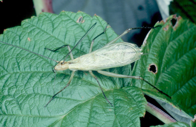 image of Oecanthus nigricornis