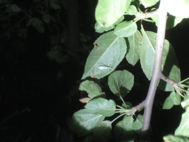 image of Oecanthus exclamationis
