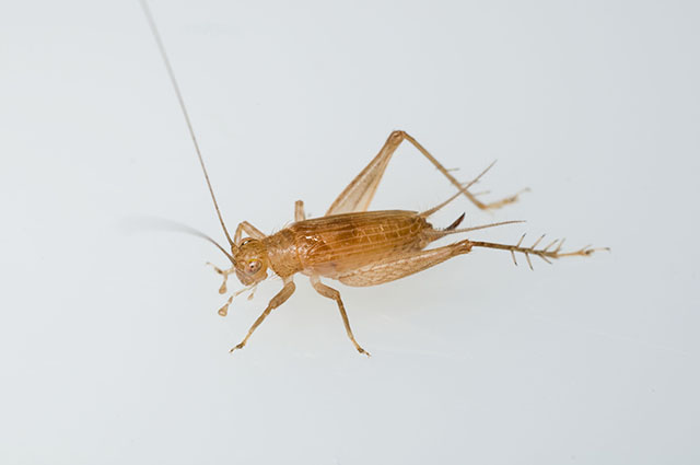 image of Anaxipha delicatula