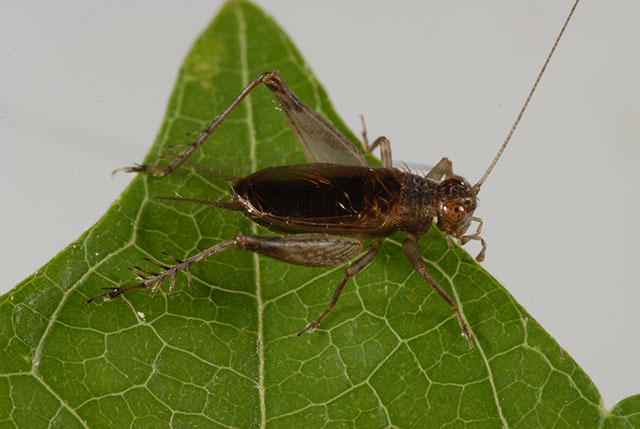 image of Anaxipha scia