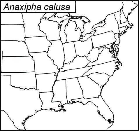 distribution map for Anaxipha calusa