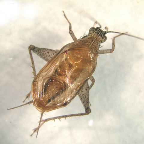 image of Anaxipha hyalicetra