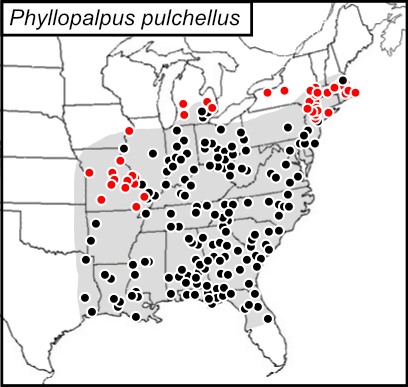 distribution map for Phyllopalpus pulchellus