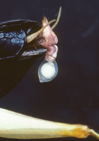image of Phyllopalpus pulchellus