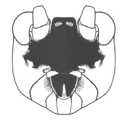 image of Orocharis nigrifrons