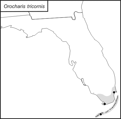 distribution map for Orocharis tricornis