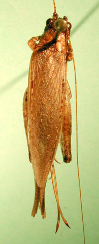 image of Orocharis tricornis