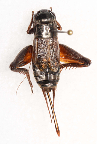 image of Gryllus veletisoides
