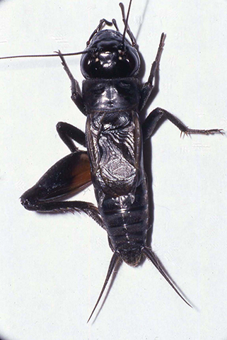 image of Gryllus veletisoides