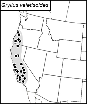 distribution map for Gryllus veletisoides