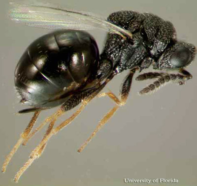 Adult female Philolema latrodecti (Fullaway), a parasitoid of the widow spiders in Latrodectus Walckenaer.