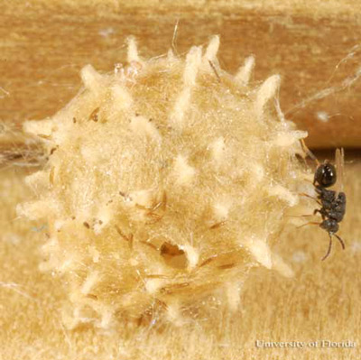 Philolema latrodecti (Fullaway), a parasitoid of the widow spiders in Latrodectus Walckenaer, perched on the egg sac of a brown widow spider, Latrodectus geometricus Koch.