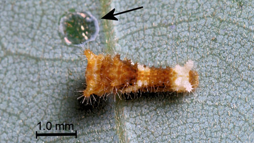 Palamedes swallowtail, Papilio palamedes (Drury), 1st instar and base of partially eaten egg shell (arrow).