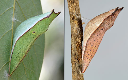 Palamedes swallowtail, Papilio palamedes (Drury), green and brown pupae. 