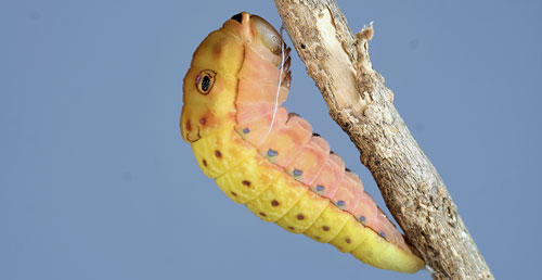 Palamedes swallowtail, Papilio palamedes (Drury), prepupa