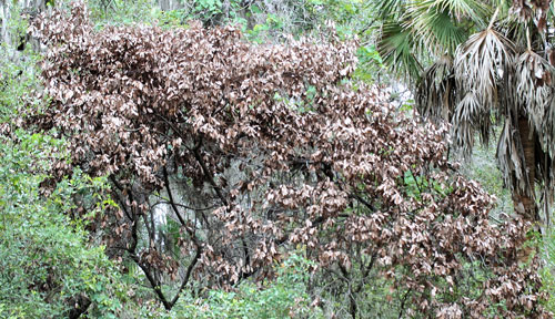 Red bays, Persea borbonia var. borbonia (L.), killed by laurel wilt. 