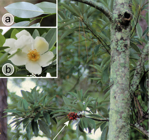 Sweet bay, Magnolia virginiana L. Arrow: fruit with seeds. Insets: a) foliage b) flower. Magnolia virginiana was erroneously reported as a larval host for the Palamedes swallowtail, Papilio palamedes (Drury)