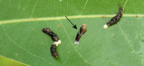 Palamedes swallowtail, Papilio palamedes (Drury), early instar larva (arrow) digitally pasted into photo with bird or lizard (probably lizard) droppings. 