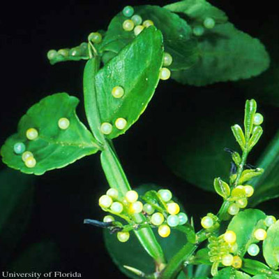 Eggs of the Schaus swallowtail, Heraclides aristodemus ponceanus (Schaus), on wild lime, Zanthoxylum fagara (L.) Sarg. (Rutaceae).