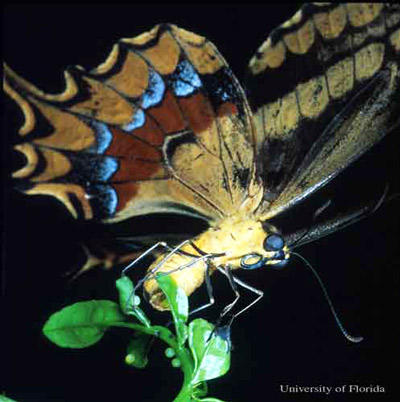 Adult female Schaus swallowtail, Heraclides aristodemus ponceanus (Schaus), ovipositing on the new growth of wild lime, Zanthoxylum fagara (L.) Sarg. (Rutaceae). 