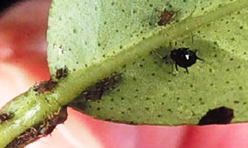 Adult wingless form (apterae) and nymphs of the brown citrus aphid, Toxoptera citricida (Kirkaldy). 