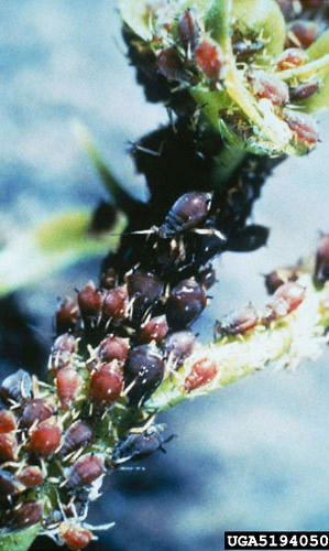 Brown citrus aphid, Toxoptera citricida (Kirkaldy), infestation on citrus.