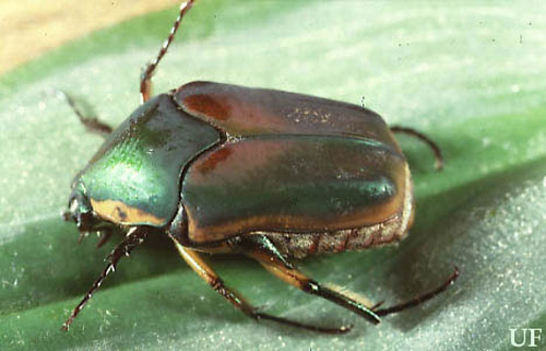 Adult green June beetle, Cotinis nitida Linnaeus. 