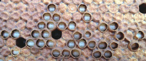 Bald brood caused by a wax moth infestation. Note how the wax cappings have been removed from selected cells and the pupae within those cells are visible. 